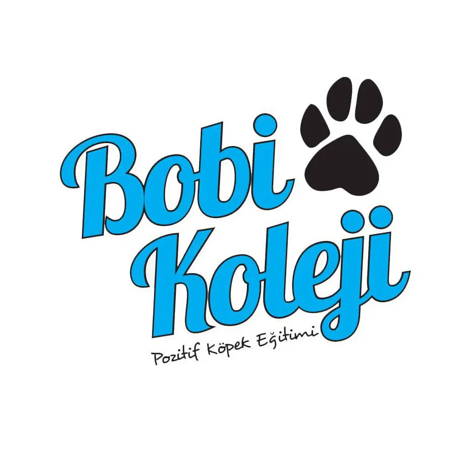 bobi koleji izmir kopek egitimi merkezi kopek egitmeni profile lLAiYn