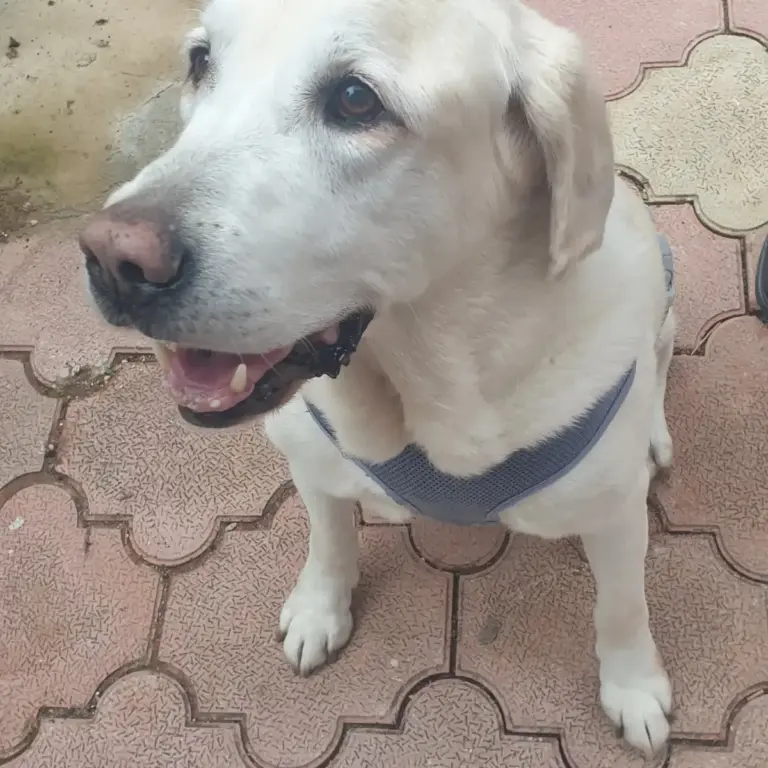 Boğaçayı Veteriner Kliniği