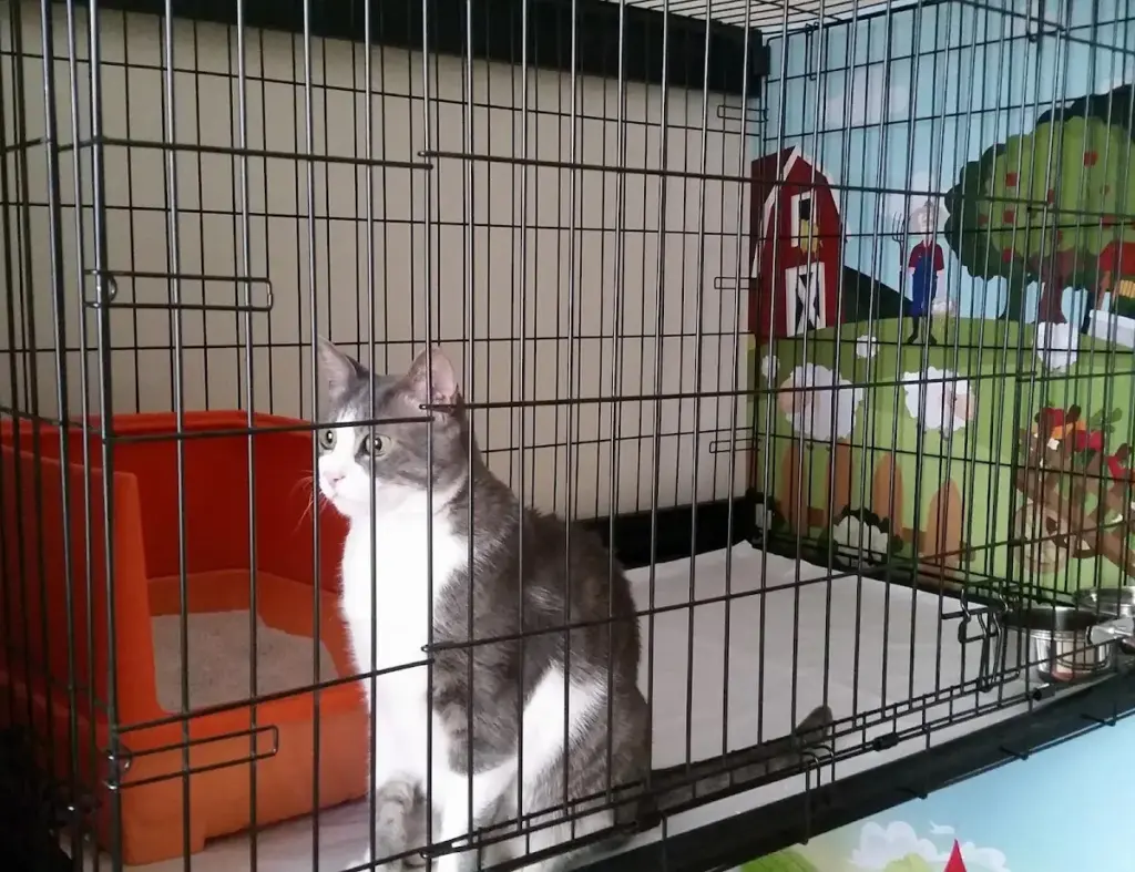 bomontipati kedi kopek pansiyonu 4df7ea3b