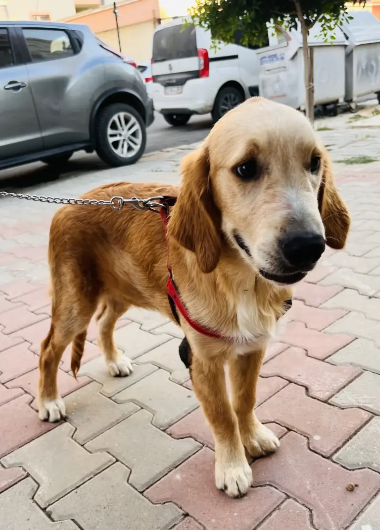 Boyunu Inceli Veteriner Kliniği Hüseyin Dölek