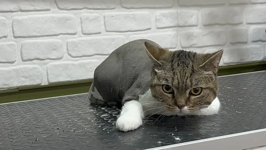 can pati kedi kopek pet kuaforu istanbul pendik f2091b90