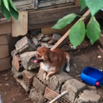 cana yakin simba 1225867