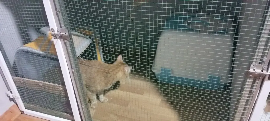 cancat istanbul pendik kedi kopek bakim hiz pansiyonu oteli ve kuafor hizmetleriistanbul pendik 7e94f88d