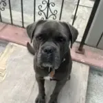 cane corso ve rottweiler kopeklerimi tasinma sebebiyle sahiplendiriyorum 1198621