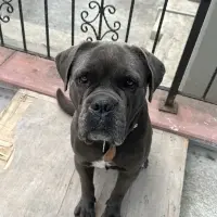 cane corso ve rottweiler kopeklerimi tasinma sebebiyle sahiplendiriyorum 1198621