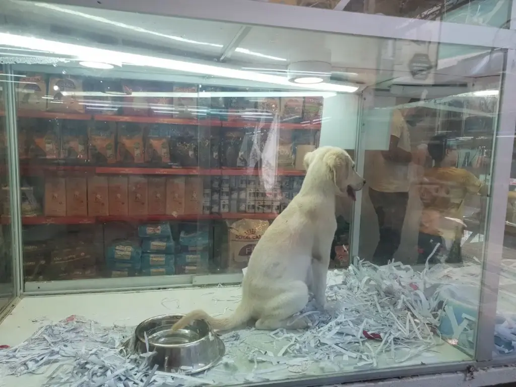 cikla petshop 156eff9f