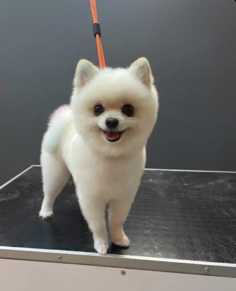 ciko pet grooming atasehir pet kuafor ve pet shop 227b2214