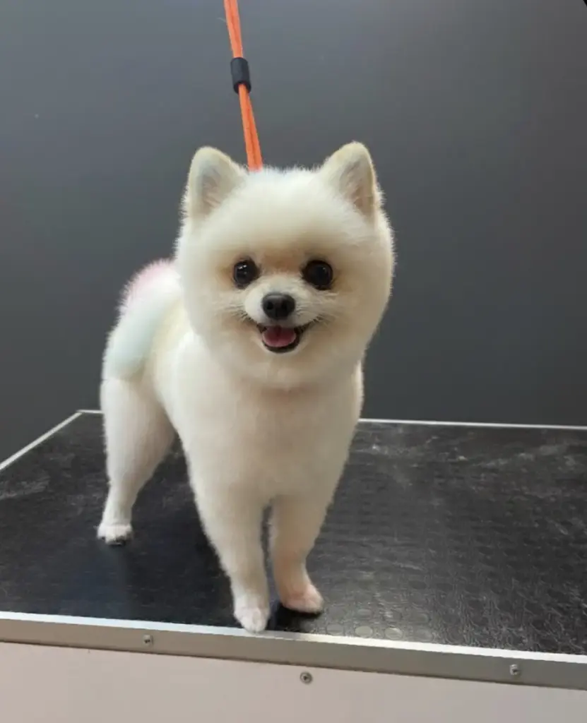 ciko pet grooming atasehir pet kuafor ve pet shop 227b2214