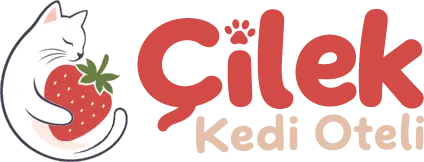 cilek kedi oteli profile 2kmYbR