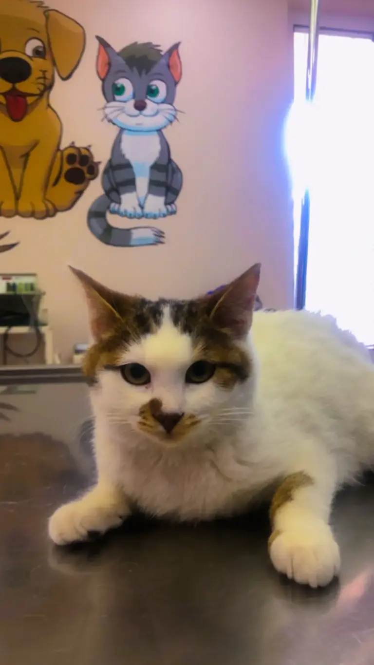 Cityvet Veteriner Kliniği