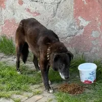 cok acil gecici bahceye ihtiyac var 1201215