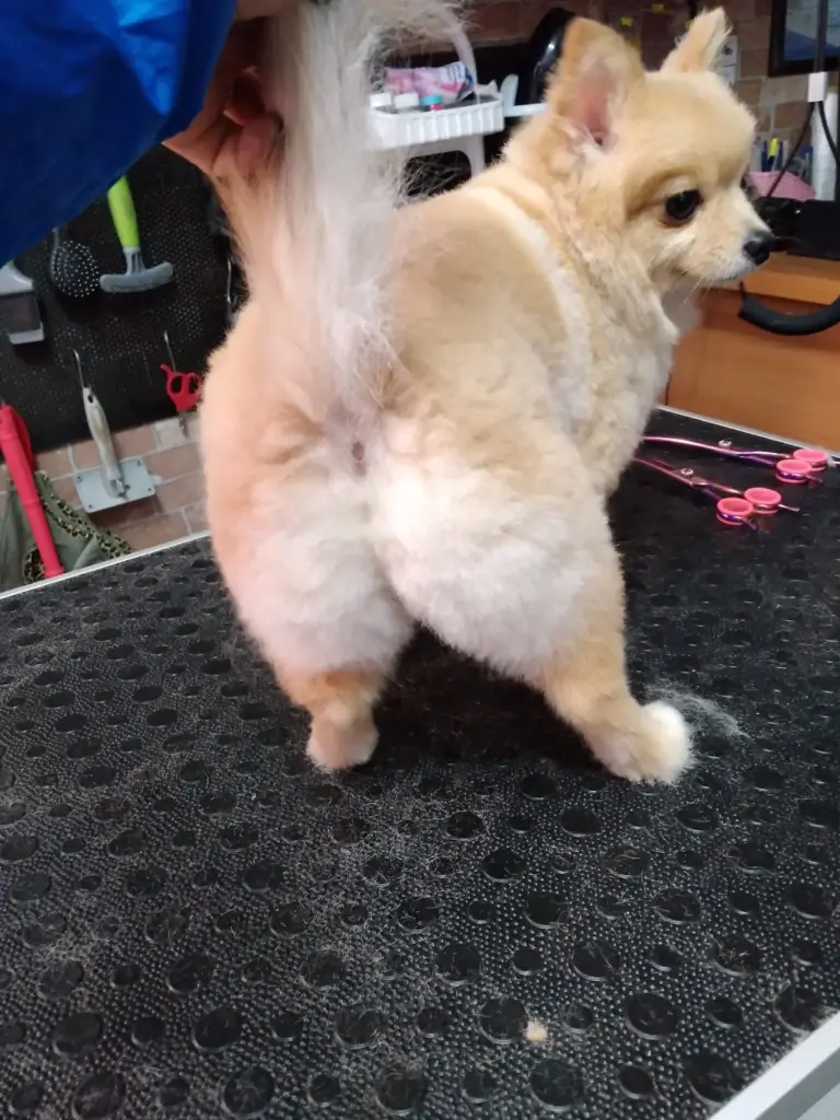 cool paws pet shop pet kuafor sevgi ekinci tugrul 4cc277a2