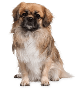 cute dog free img