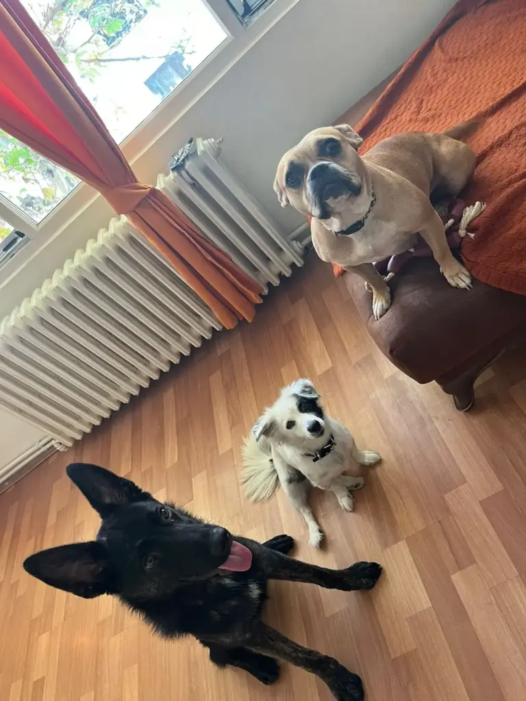 Dikkat Köpek Eğitimi | B&B Köpek Eğitim Akademisi A.Ş