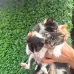 disi ve erkek bebekler omurluk yuvasini ariyor 1172837