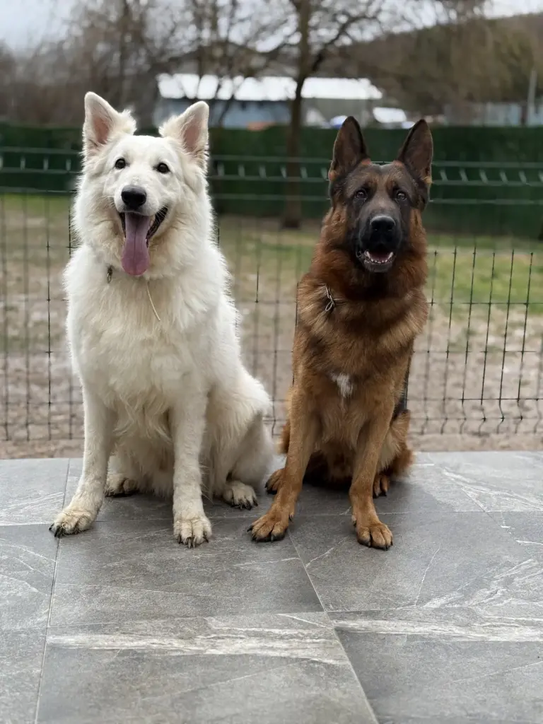 Dog Village İstanbul Köpek Eğitim ve Konaklama Merkezi