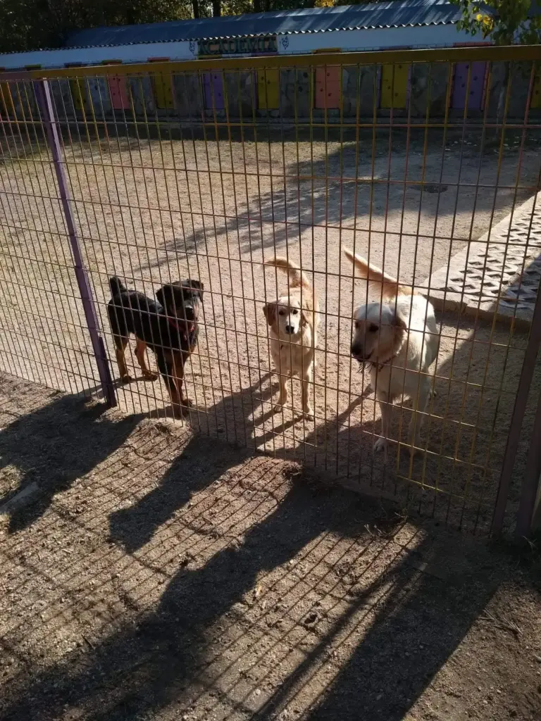 Dogacademia