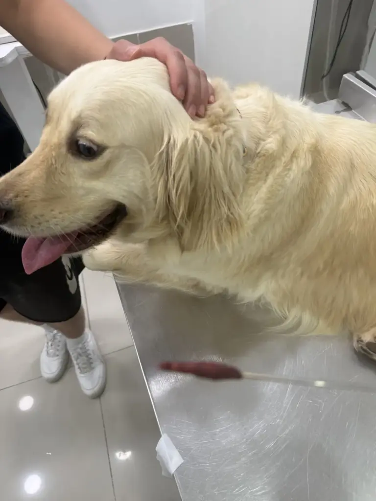 Dr. Atom Veteriner Kliniği