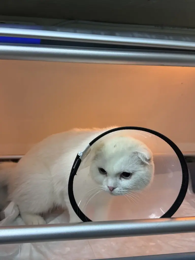 dr paw veteriner klinigi 6414880b