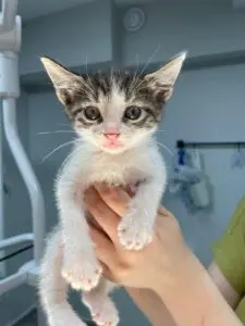 dr paws veteriner klinigi profile TUmXNl