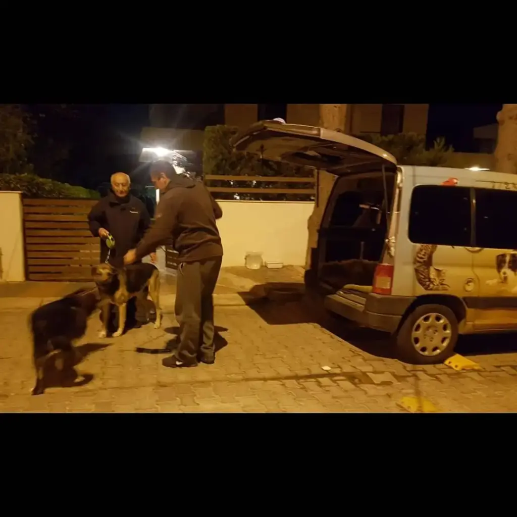 elitpettransfer antalya pet nakil tasima sehirlerarasi evcil hayvan tasima antalya 86e83ceb