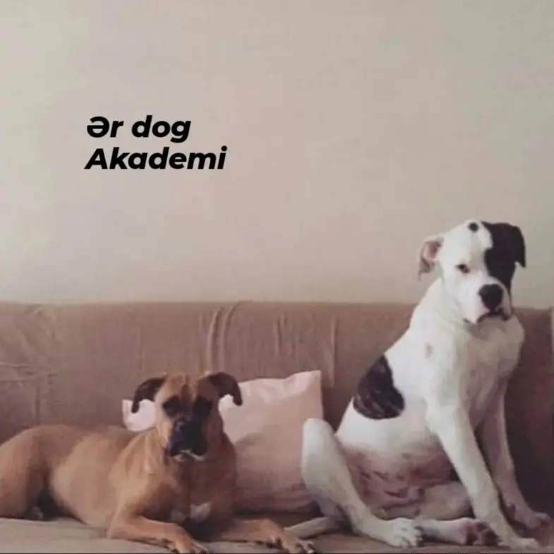 er dog academy bddcf1ea