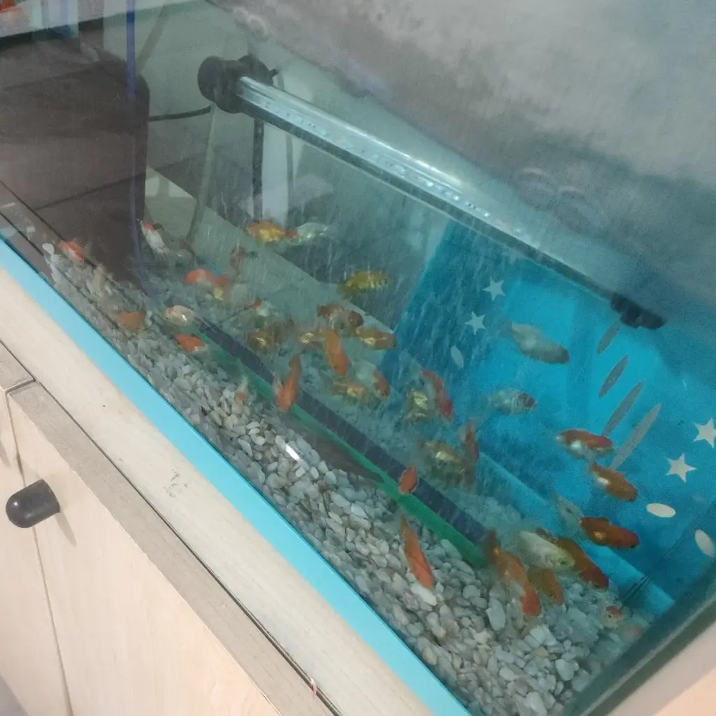 eva petshop b159d1a6