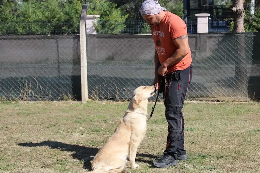 fc k9 kopek oteli ve egitim merkezi 2612b774