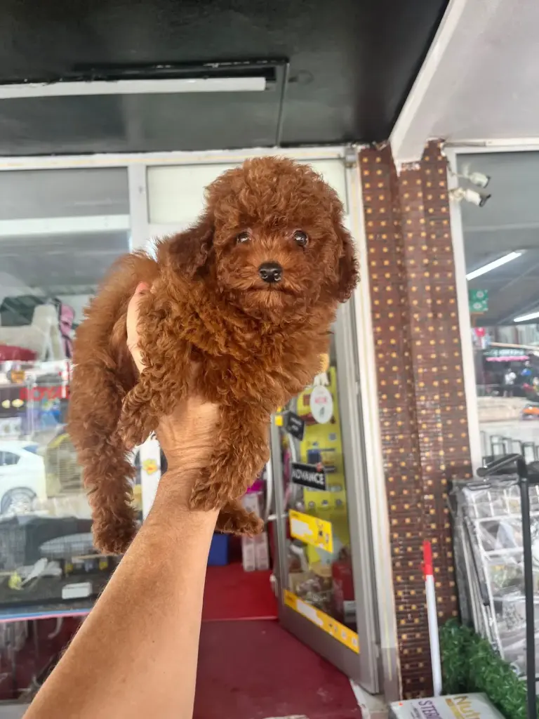 gencer petshop b4360b8f