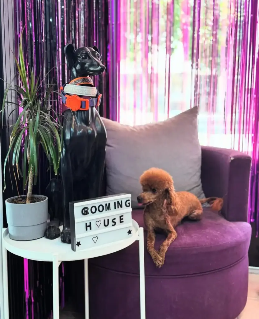 grooming house pet kuafor d8881984