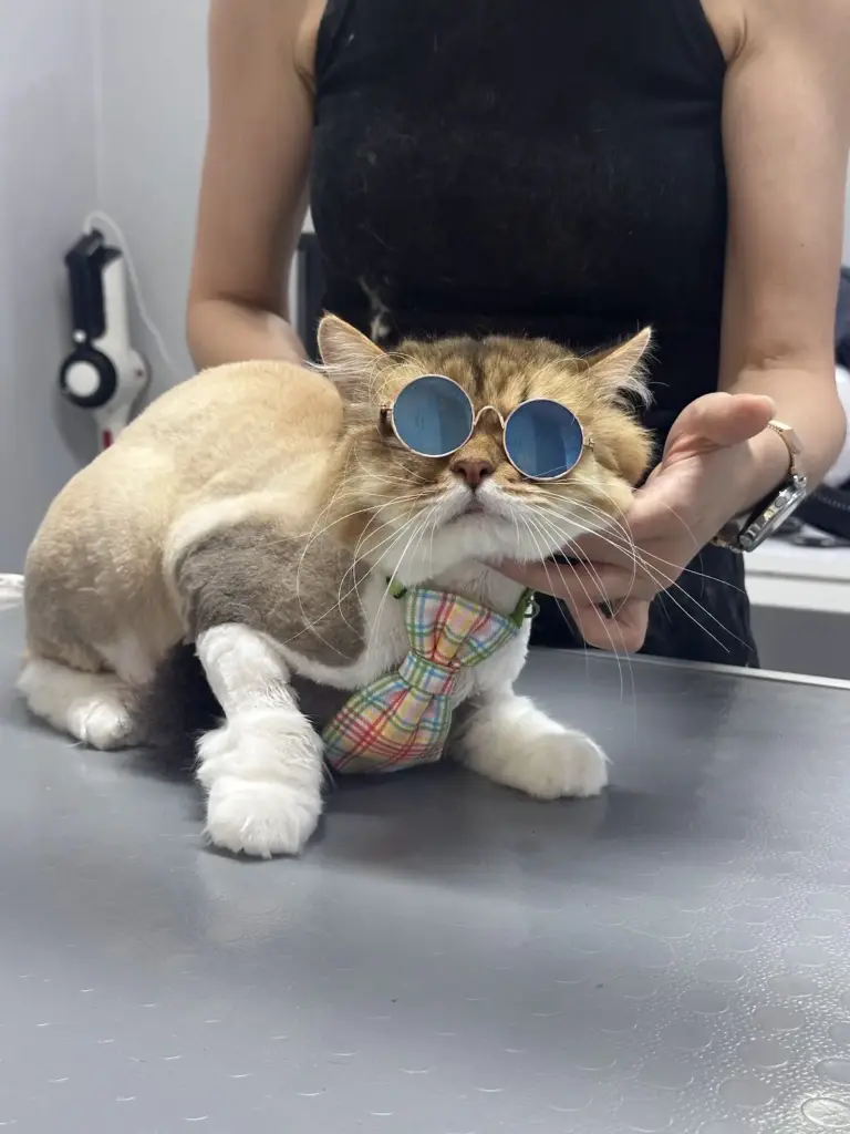 happy paws pet kuafor pet shop c8743c20