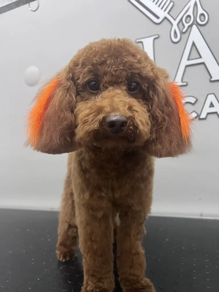 hasvet pet care 162953e4