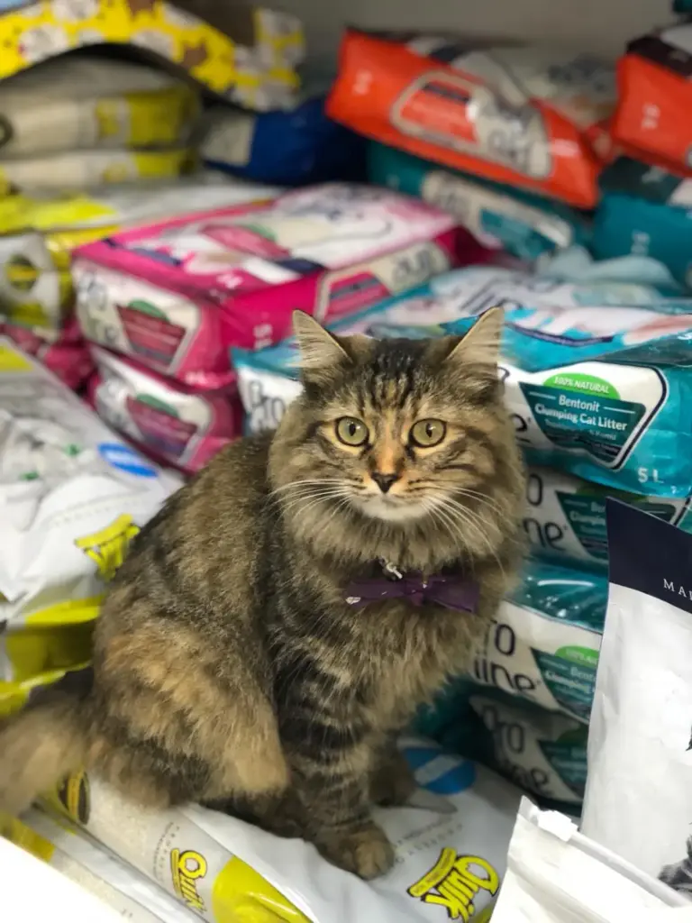 istanbul kedi pansiyon a4735d6d