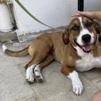 jack russel disi kisir muthis oyuncu omurluk yuva 1227502