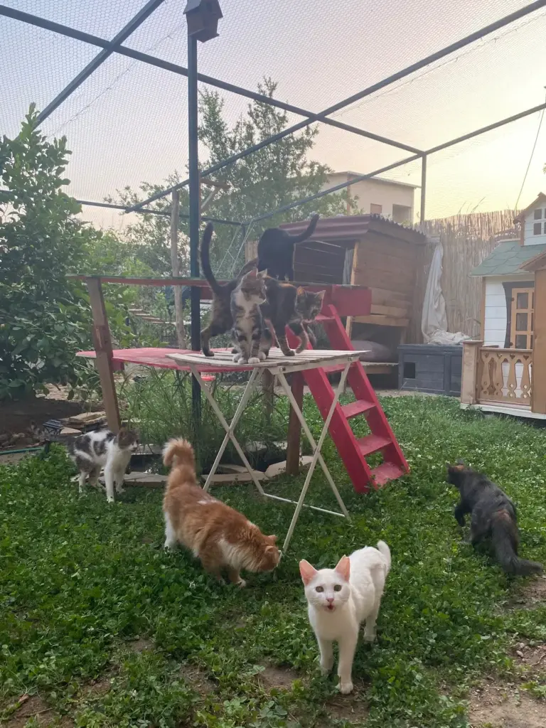 kedi bahcesi 1eeb9d5f