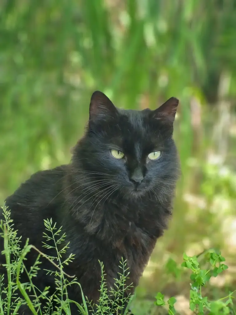 kedi oteli cad0b3e9