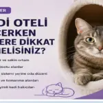 Kedi oteli seçerken sakin ortam kedi dostu alanlar ve deneyimli bakıcılar