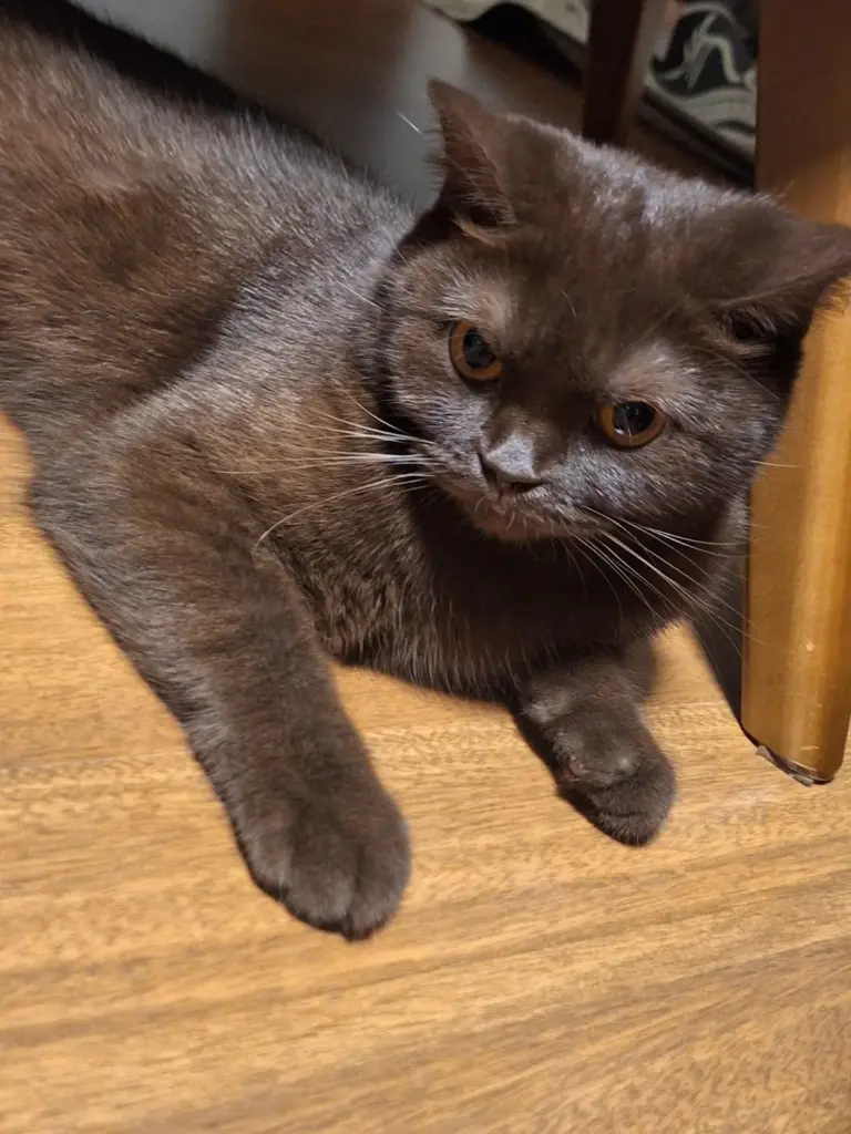 kedi oteli oyunevi 945992b2