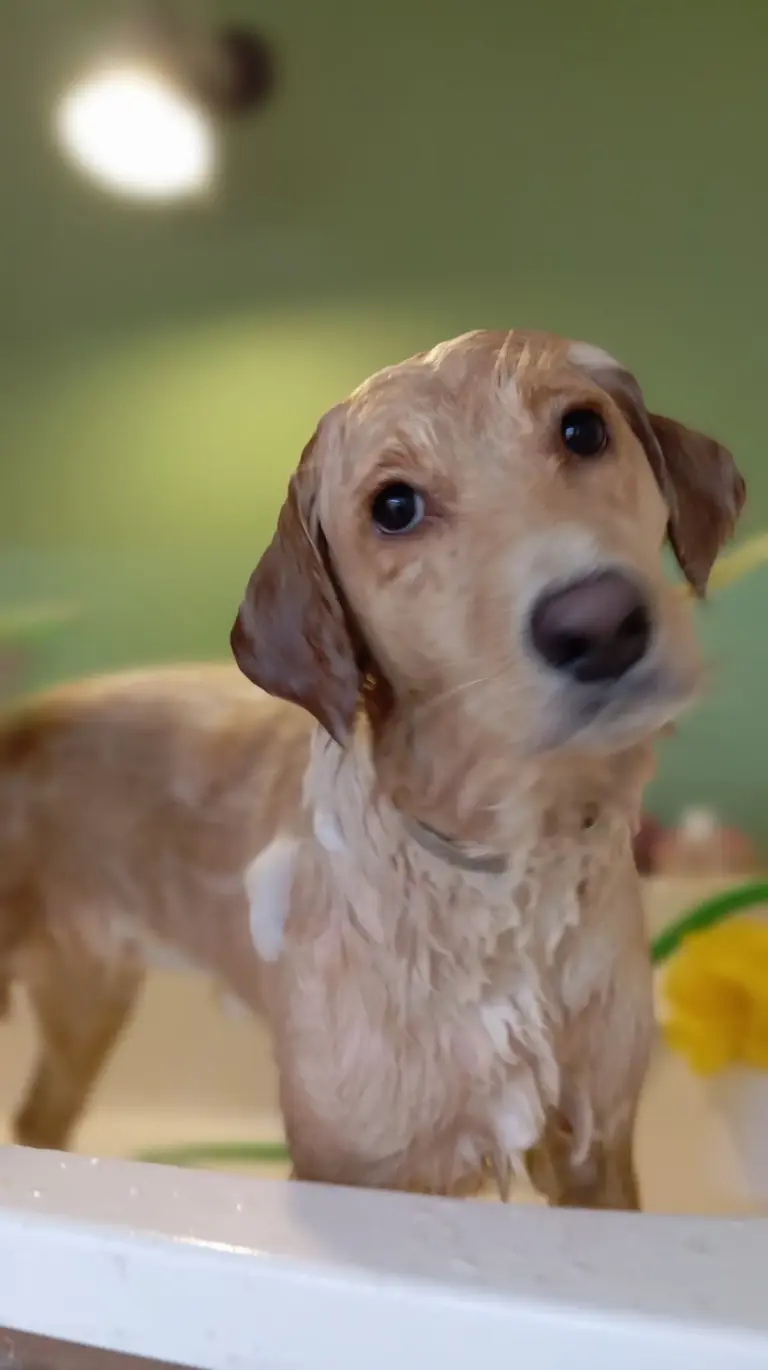 konyaalti pet kuafor ceren ayaz e04193f1