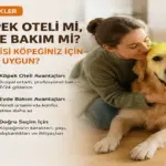 Köpek oteli ile evde pet bakım seçeneklerinin karşılaştırılması