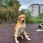 labrador golden melezi kisir ve cipli asilari tam omurluk yuva 1220002