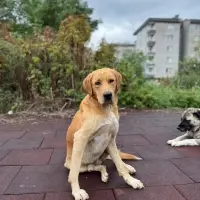 labrador golden melezi kisir ve cipli asilari tam omurluk yuva 1220002