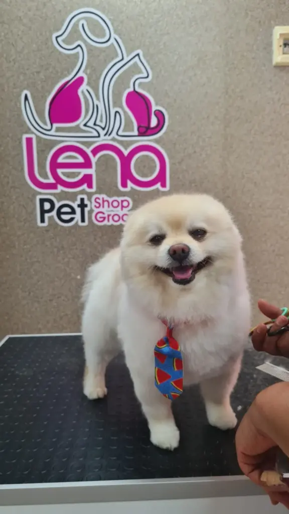 lena pet grooming shop cd6286d0