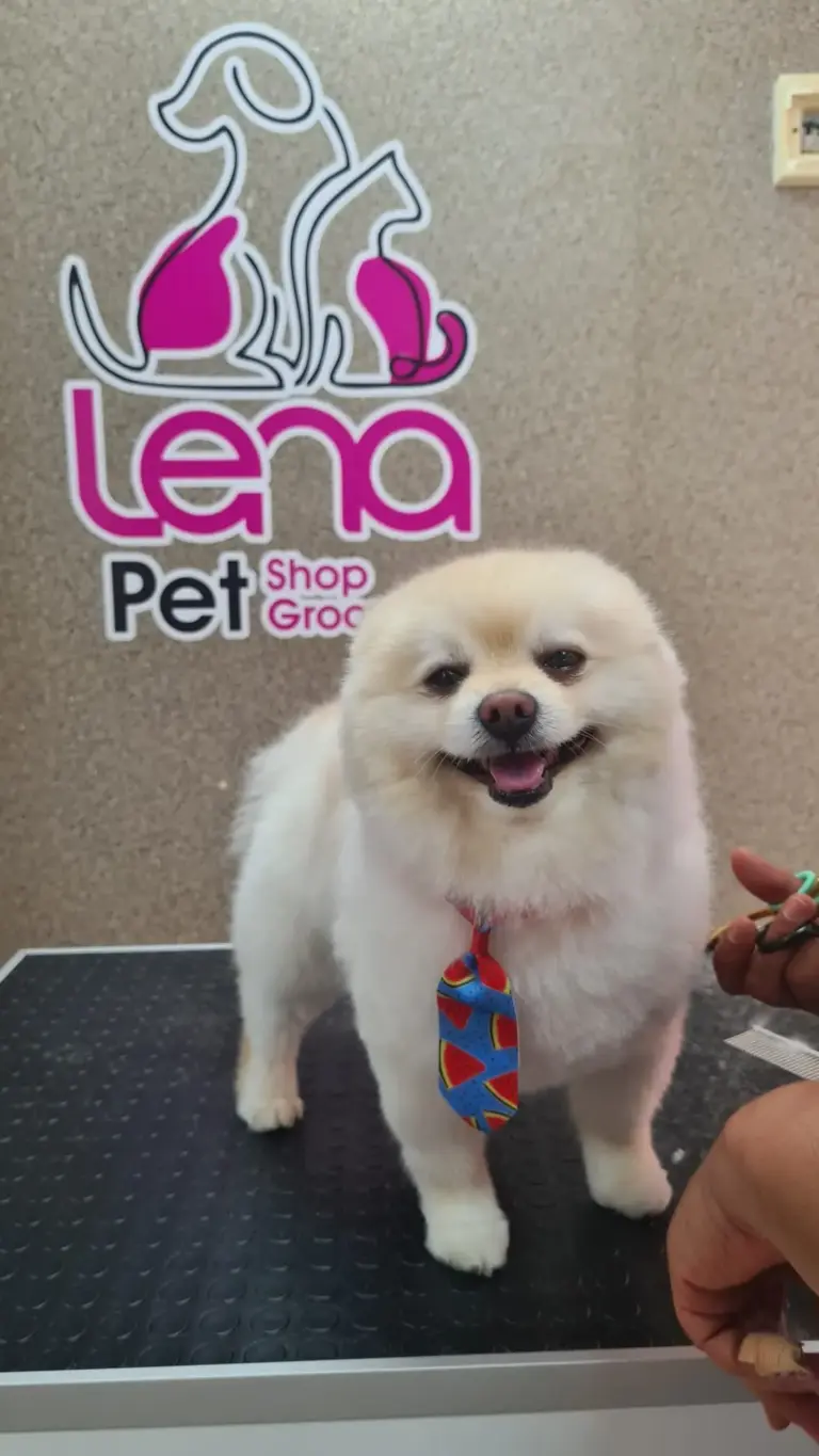 lena pet grooming shop cd6286d0