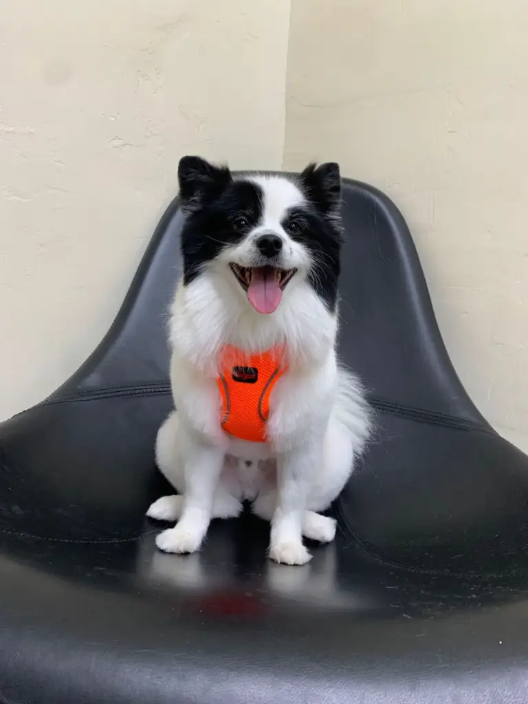 luna groomer 80c57d34