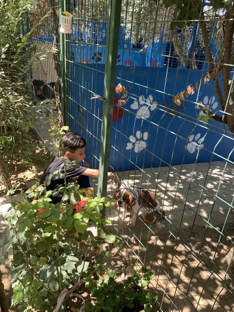 manavgat kopek oteli 3d72f1e1