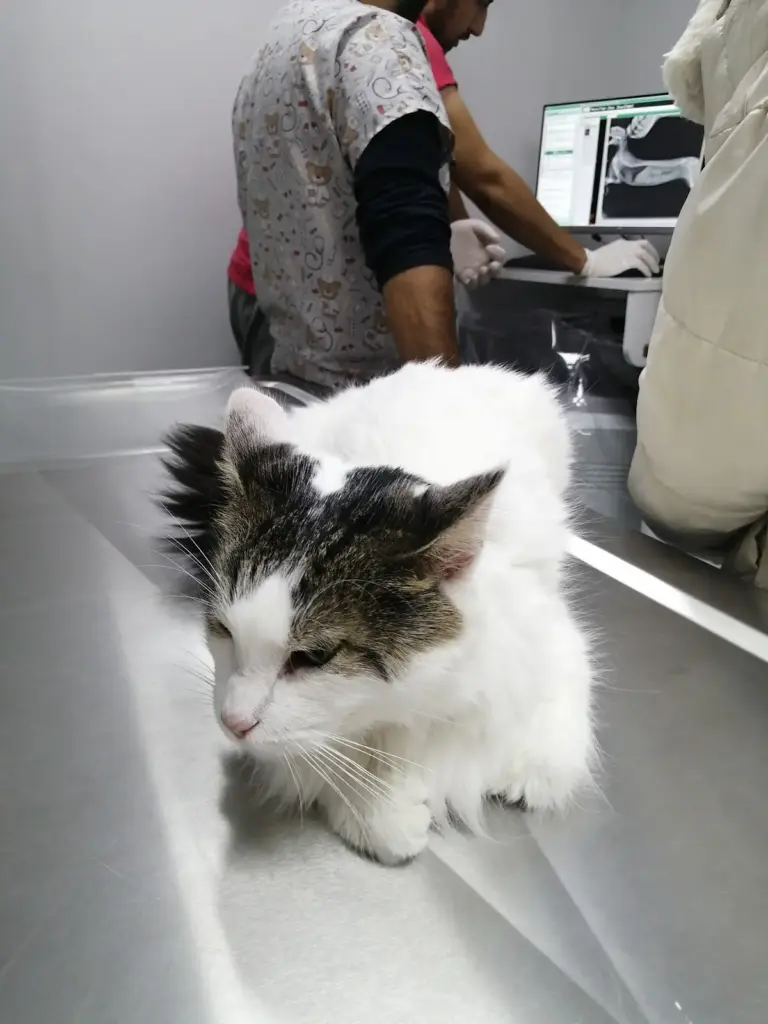Masadağı Veteriner Kliniği