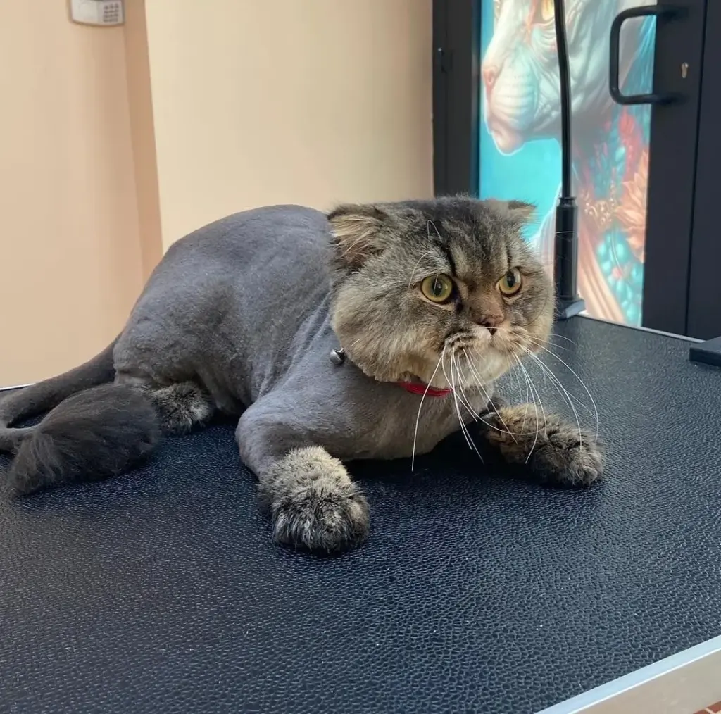medusa petshop pet kuafor ad56df7e