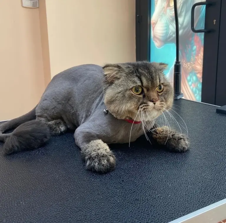 medusa petshop pet kuafor ad56df7e
