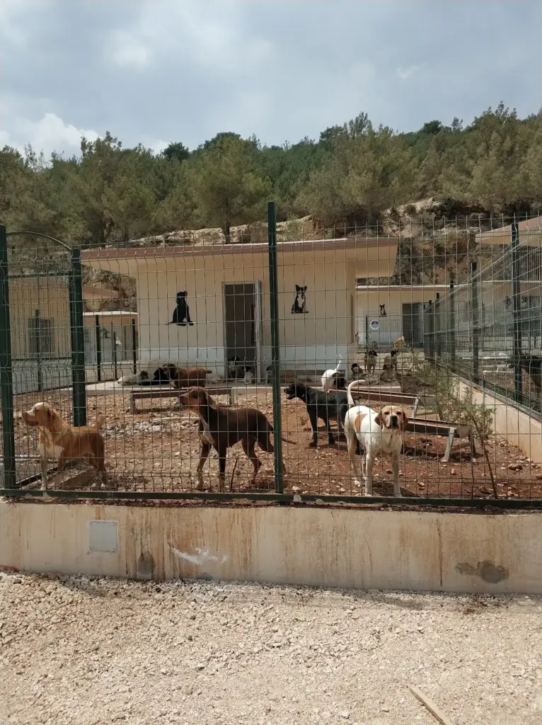 mersin b b kedi kopek rehabilitasyon merkezi 17b08fab